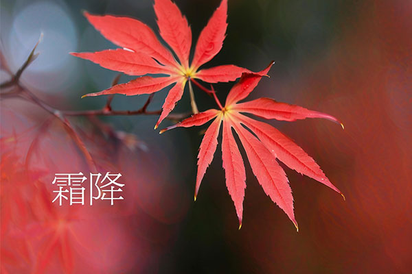 97����-����Ʒ��,Դ������